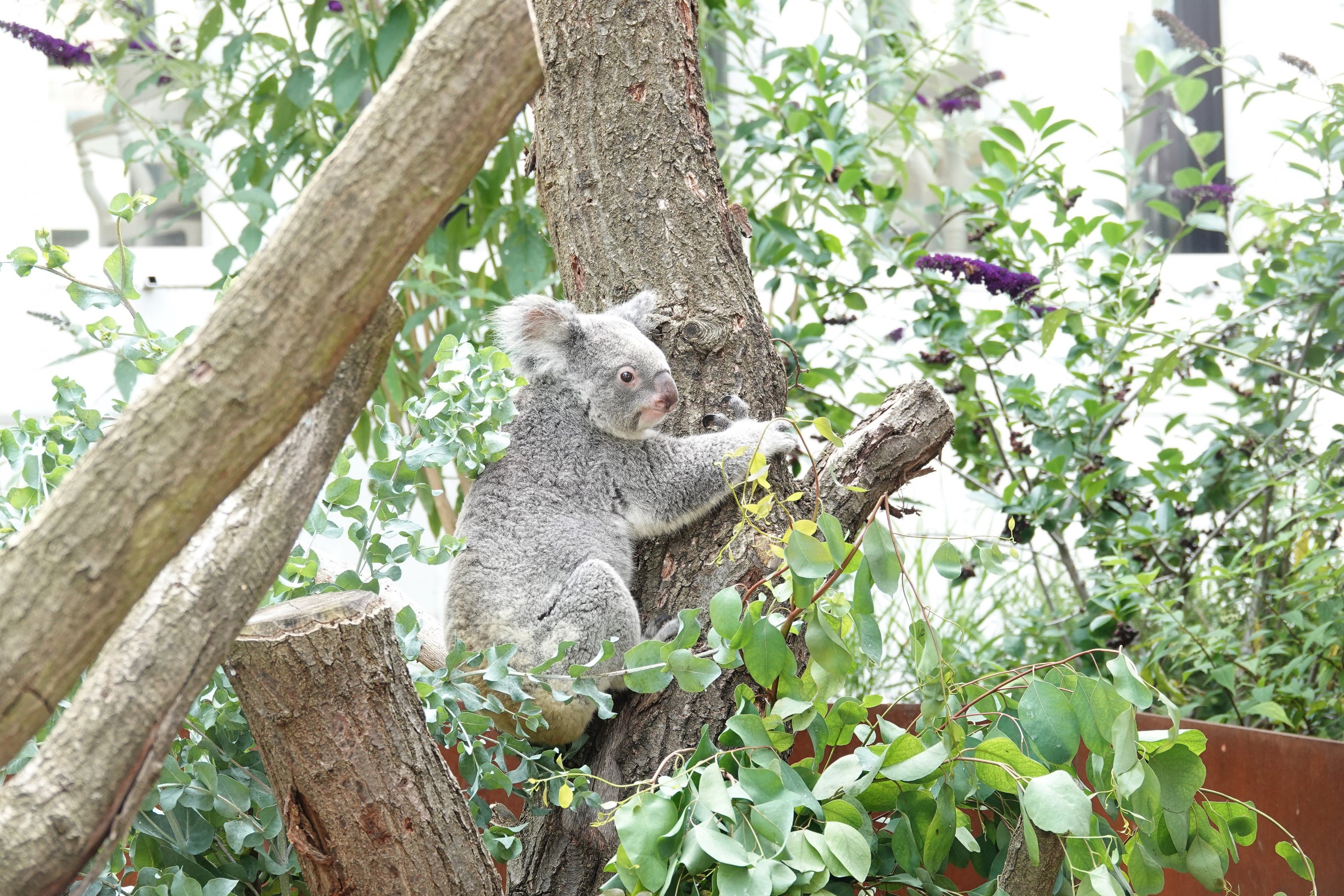 Koala in outdoor exhibit