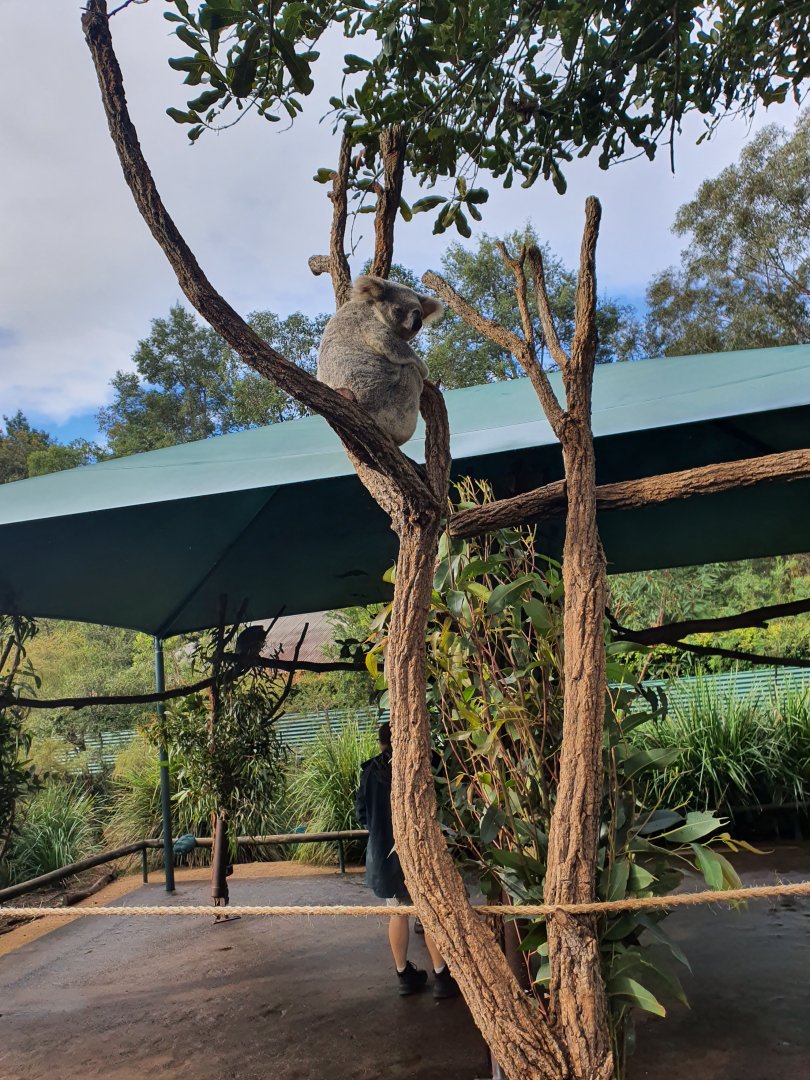 Koala In Tree