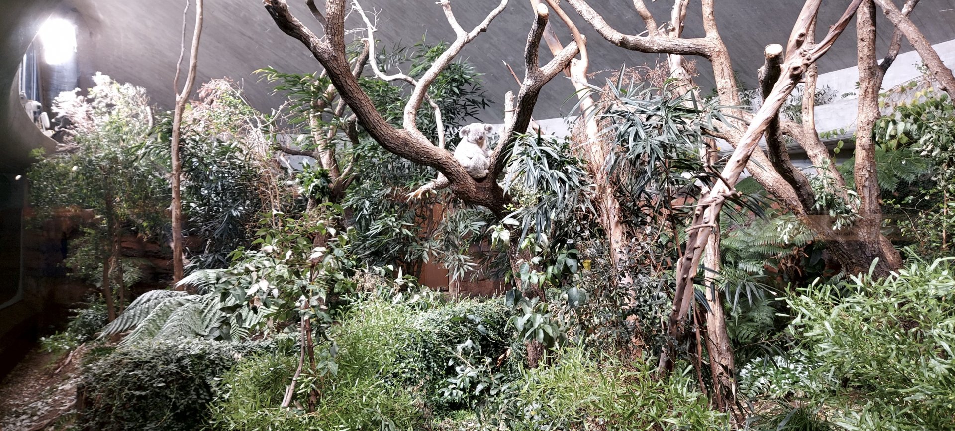 Koala indoor enclosure #2 202412