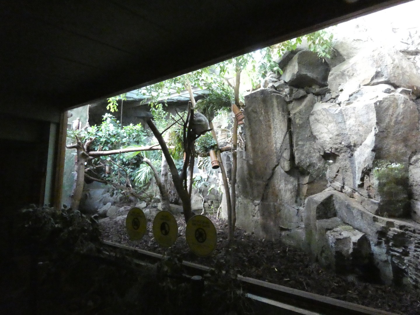 Koala indoor enclosure