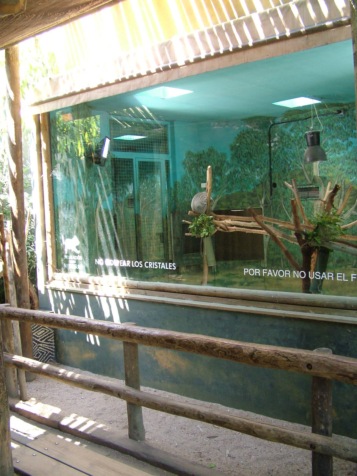 Koala Indoor Exhibit at Madrid Zoo Aquarium, 26/05/11