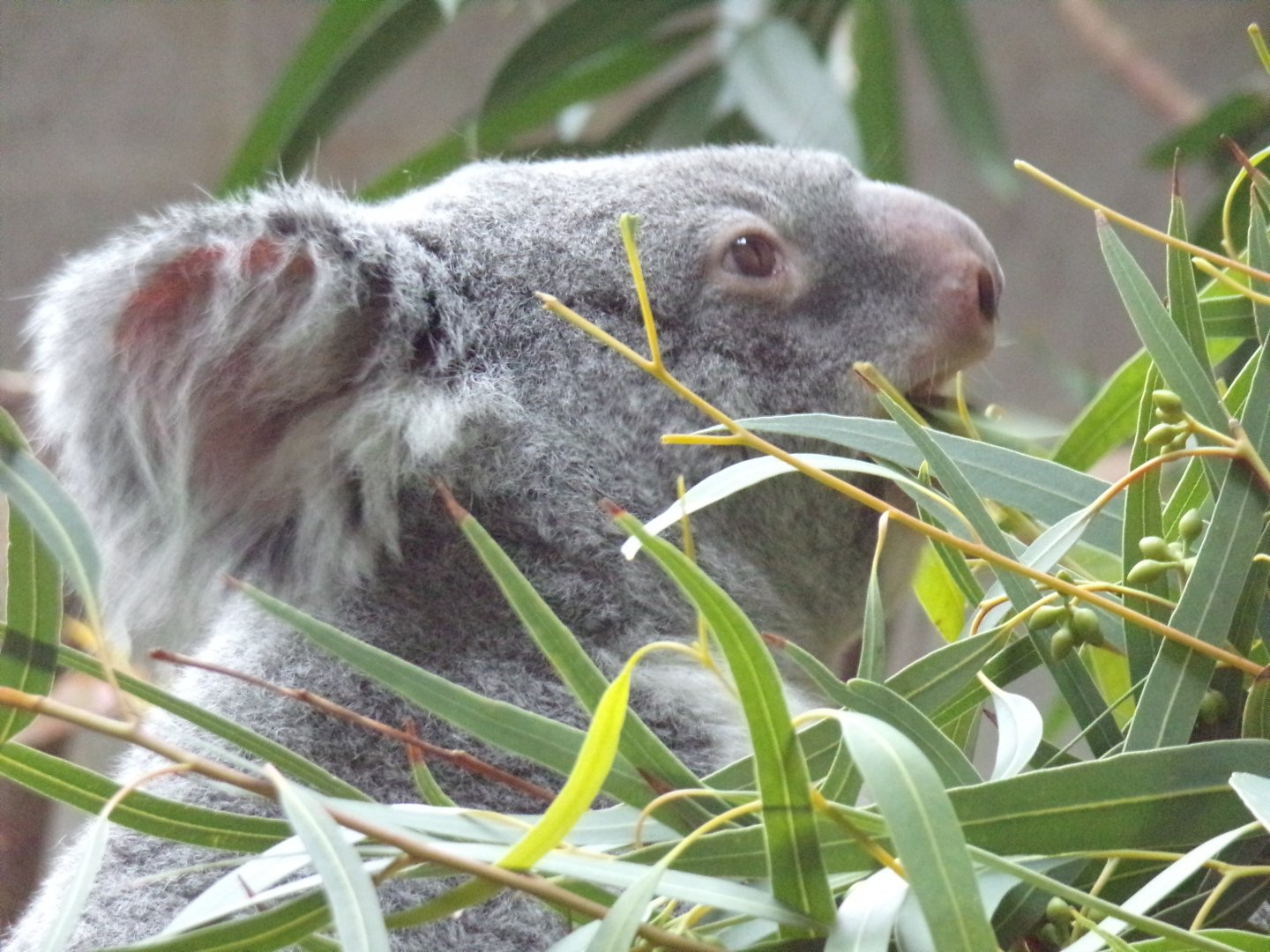 Koala, indoor exhibit (Columbus Zoo)