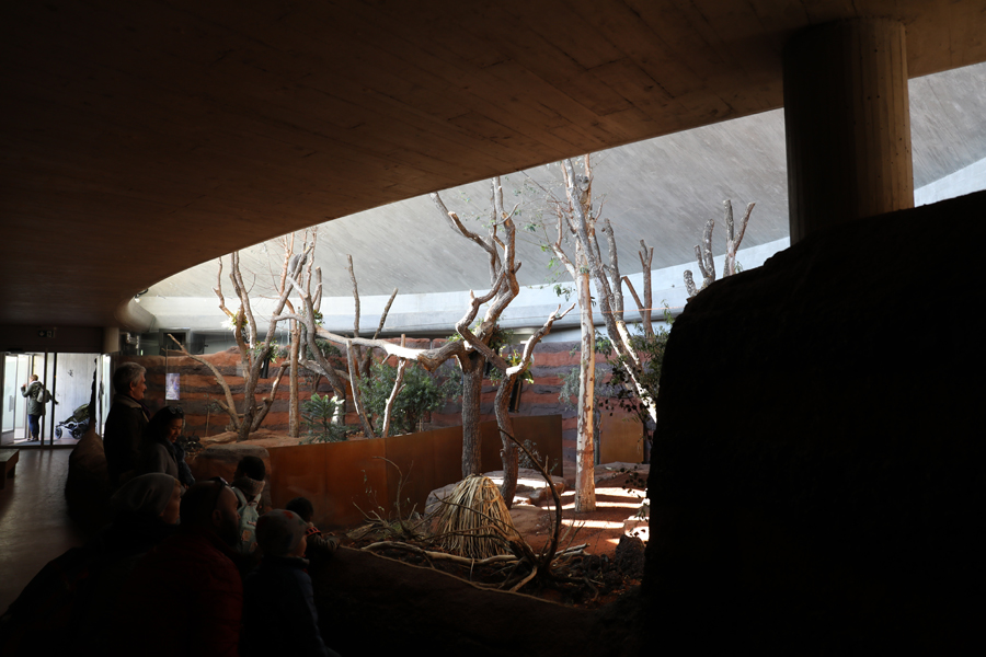 koala indoor exhibit