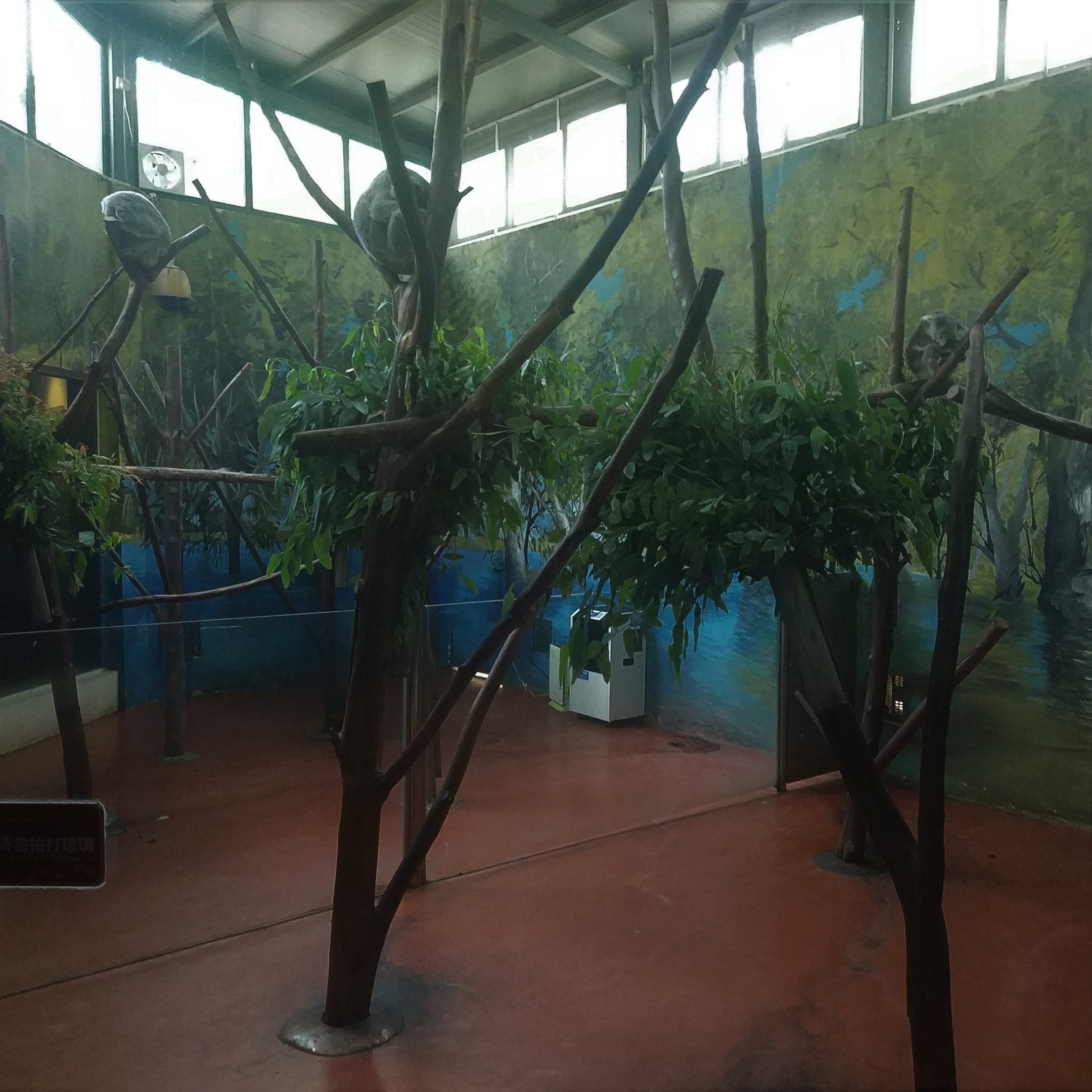 Koala Indoor Exhibits