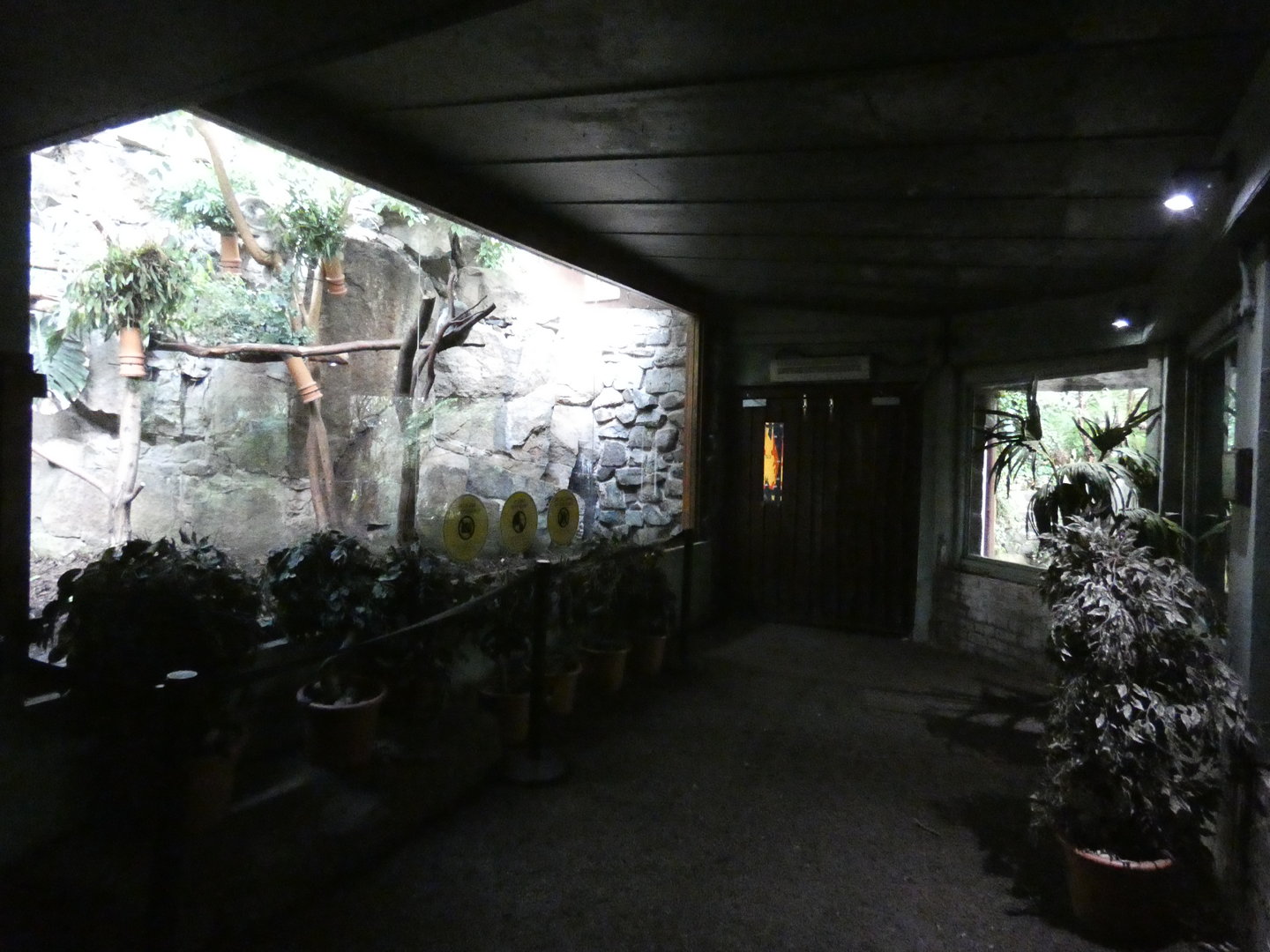 Koala indoor viewing area