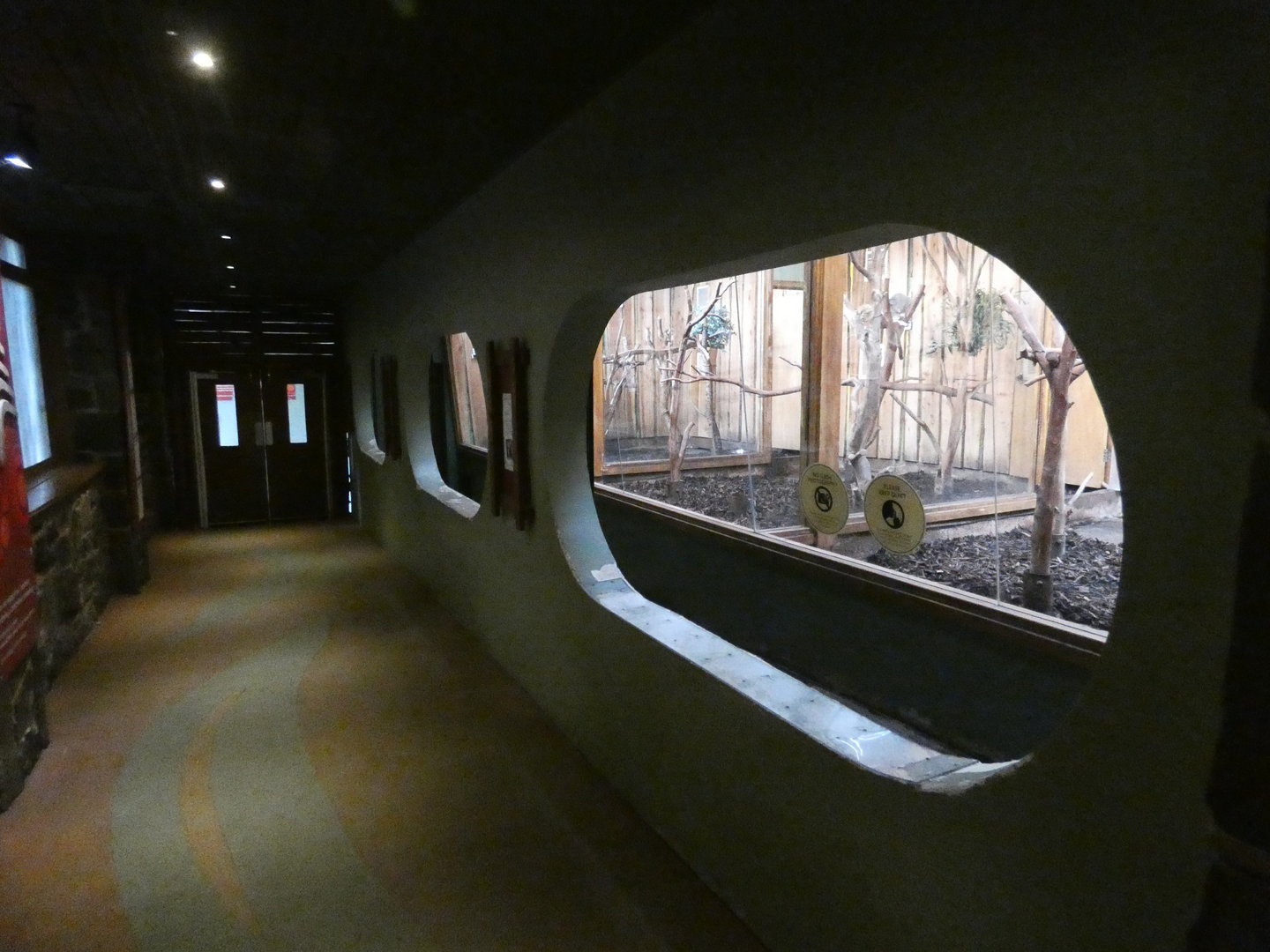 Koala indoor viewing area