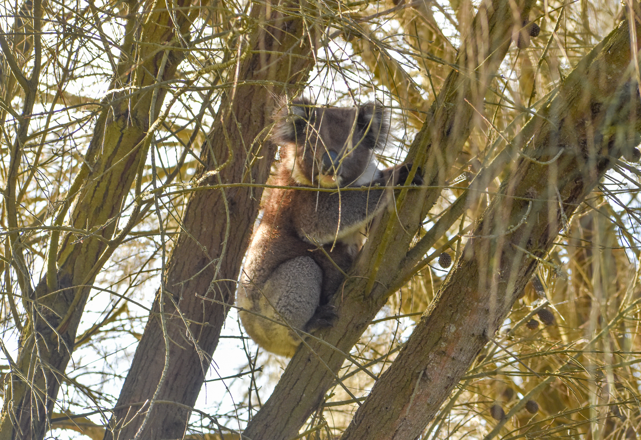 Koala - introduced on Kangaroo Island