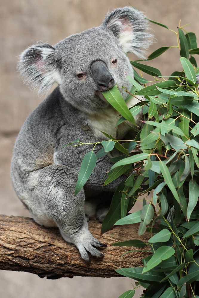 Koala Jan. 16, 2016