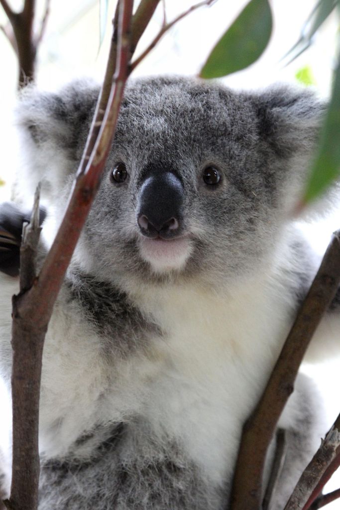 Koala Joey - James