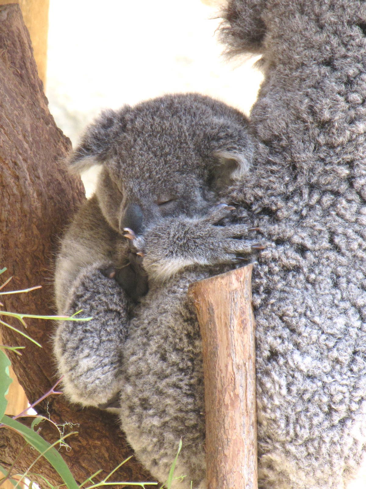 Koala Joey