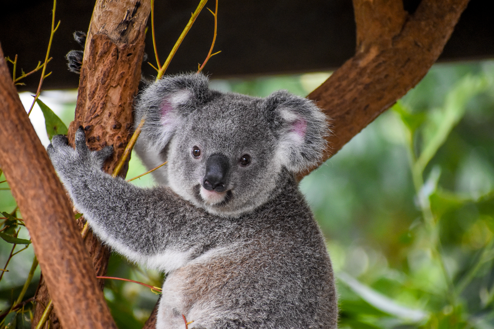 Koala Joey
