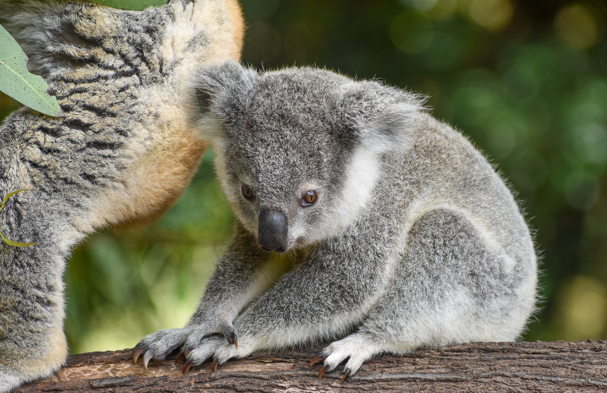Koala joey