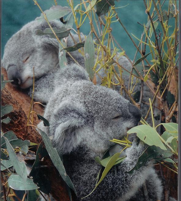 koala  joeys sydney wildlife world