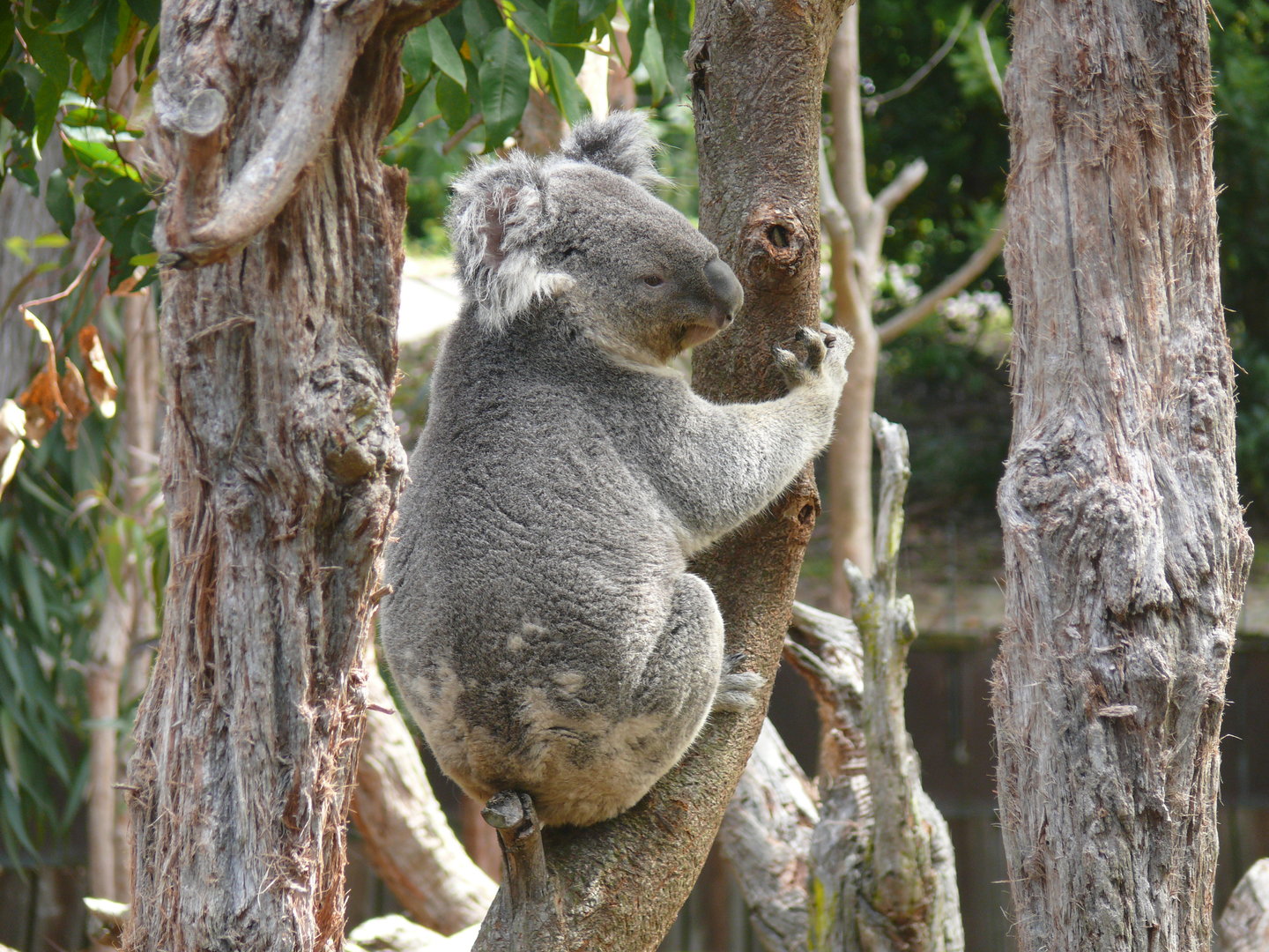 Koala - July 8th 2023