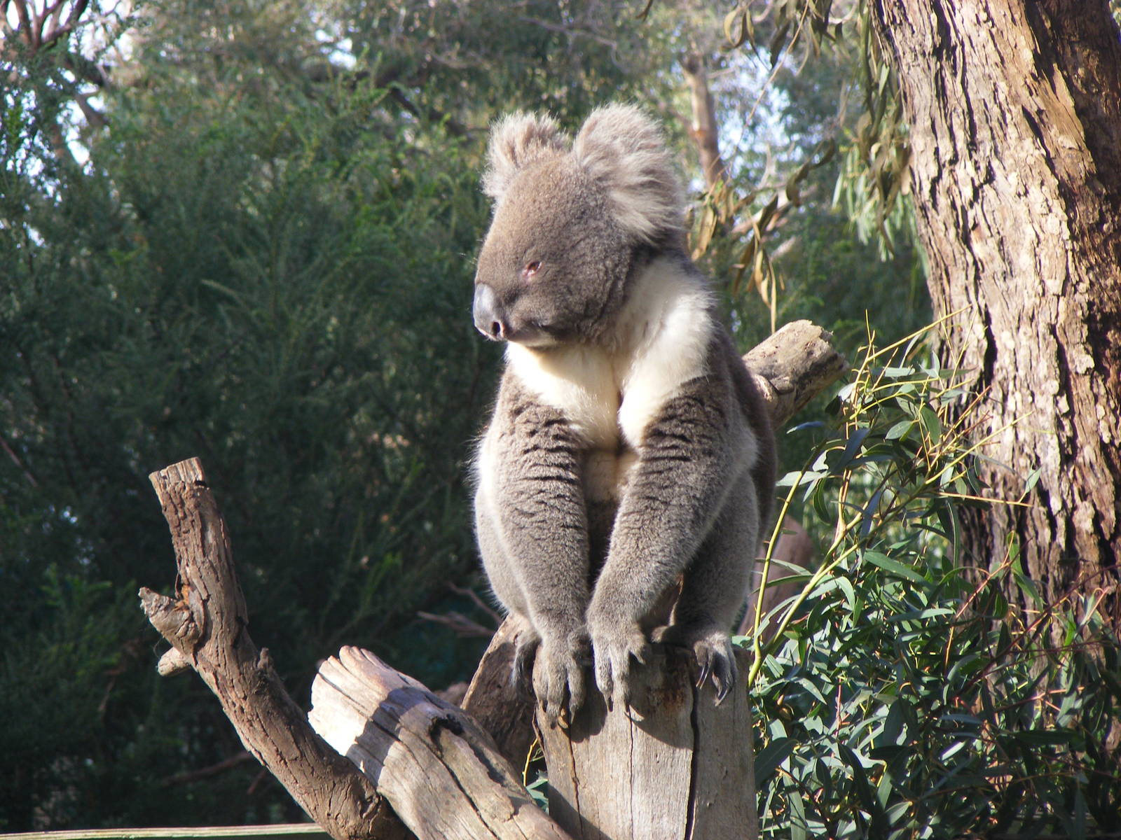 Koala - June, 2010