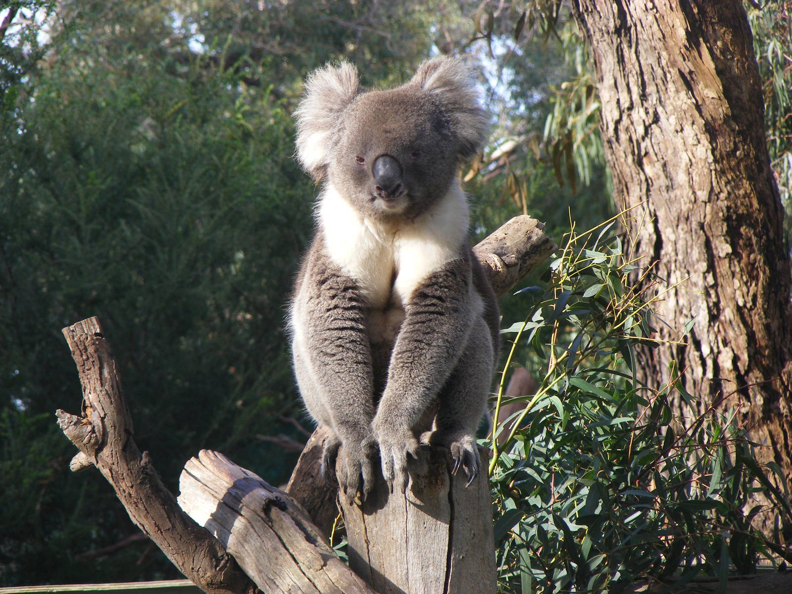 Koala - June, 2010