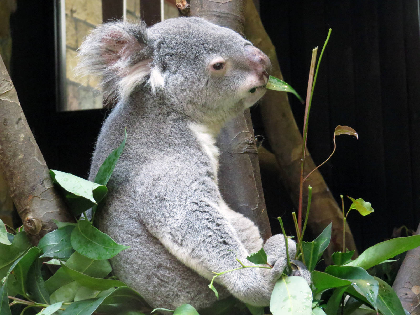 Koala, June 2015