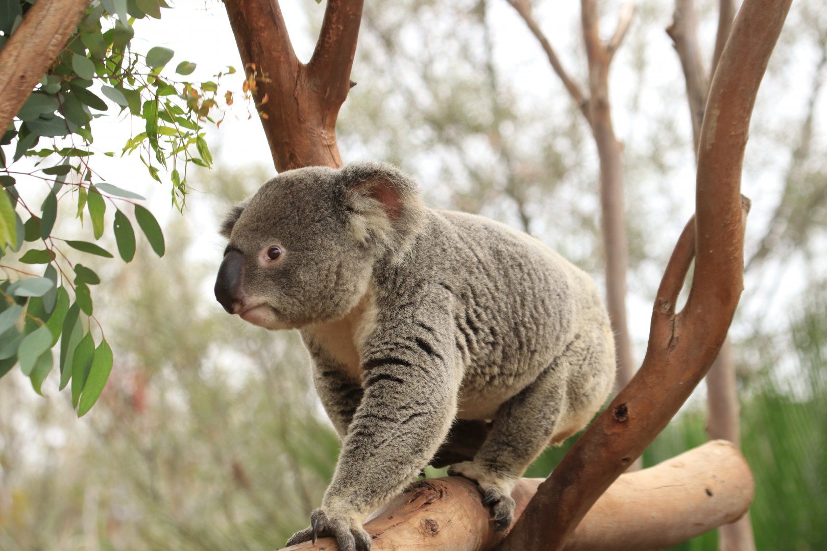 Koala (June 2019)