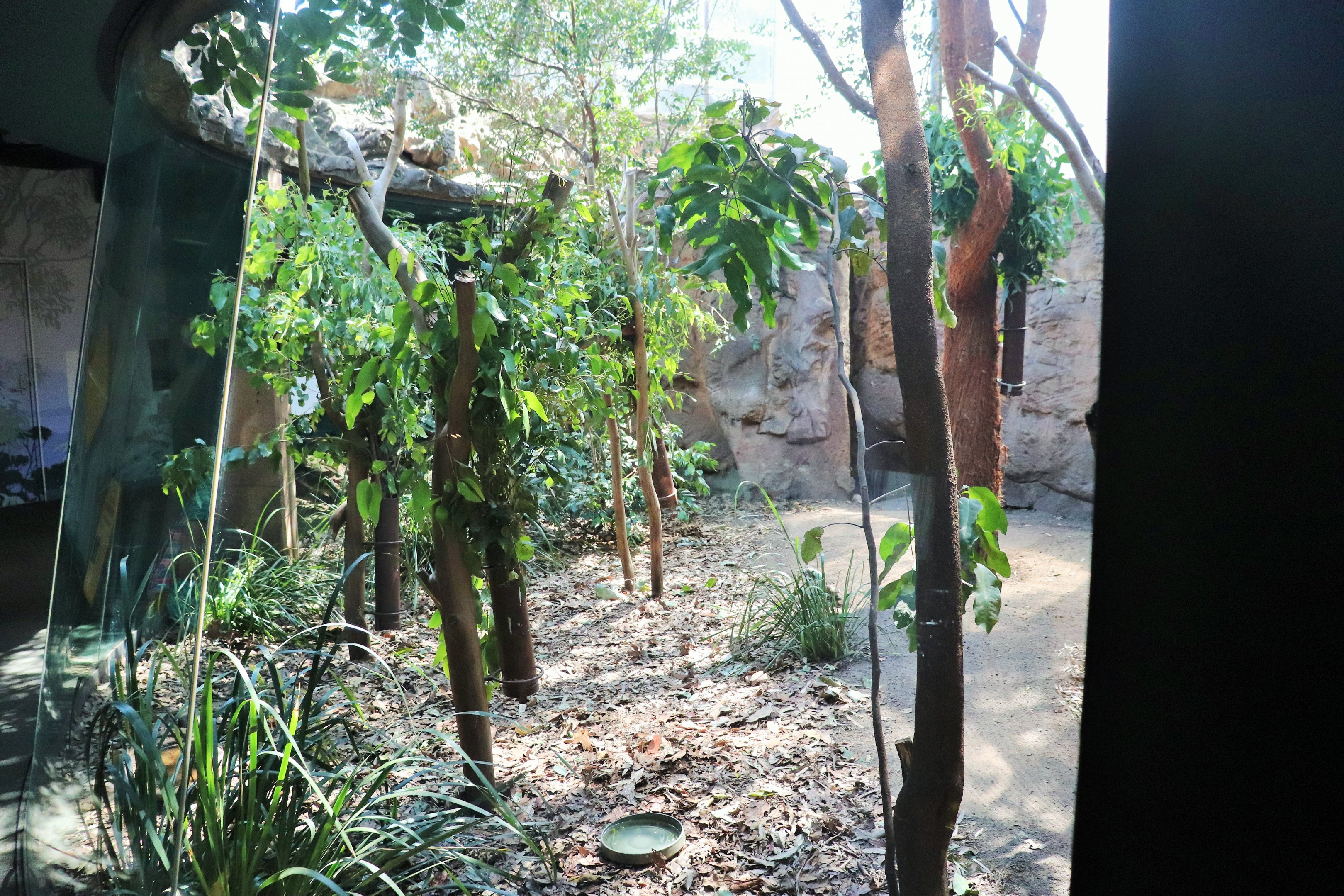 Koala/Kookaburra/Bush Stone Curlew Enclosure