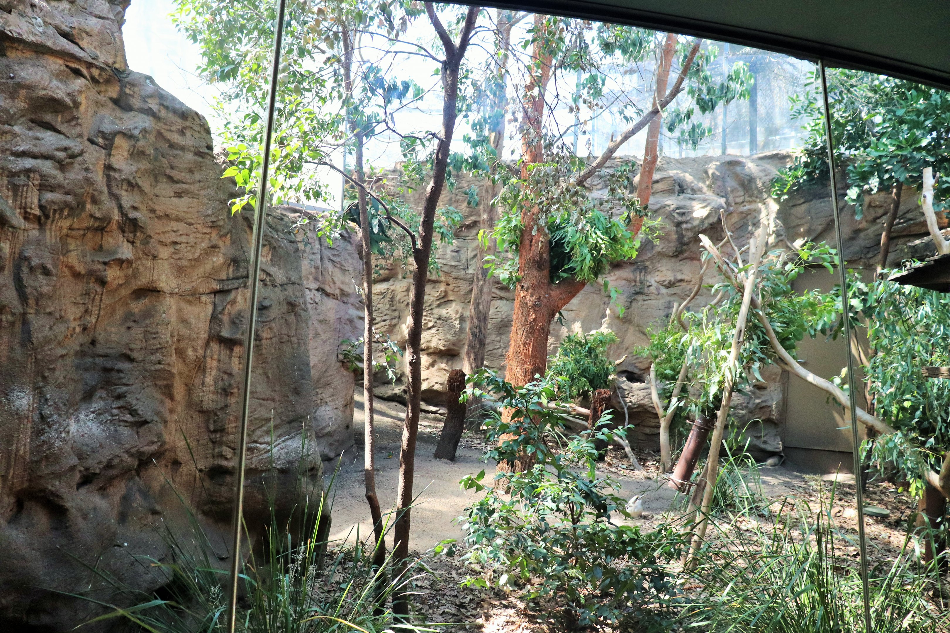 Koala/Kookaburra/Bush Stone Curlew Enclosure