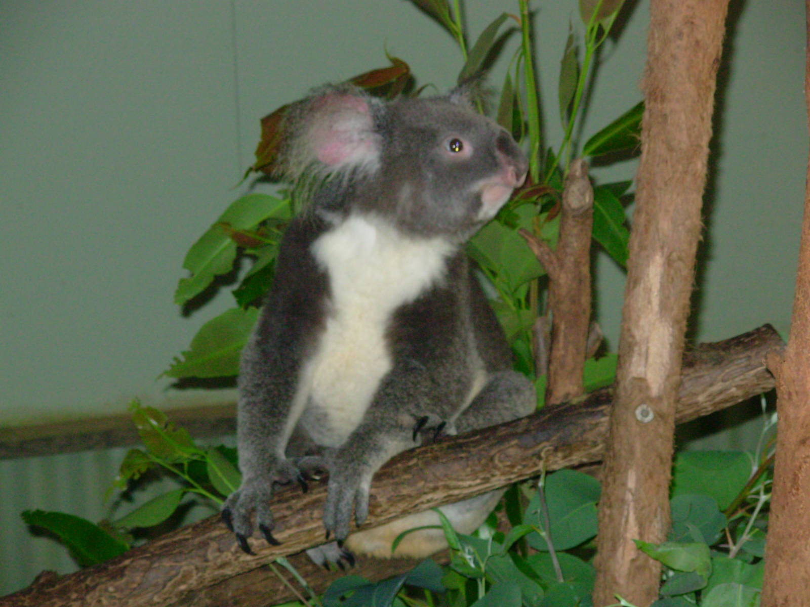 Koala - Kuranda Wildlife Park