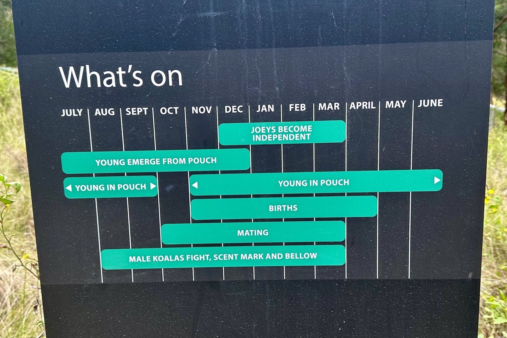 Koala Life Stages Sign (Koala Conservation Reserve, Phillip Island)