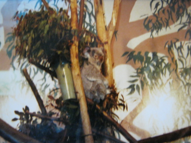 Koala London Zoo 1990.