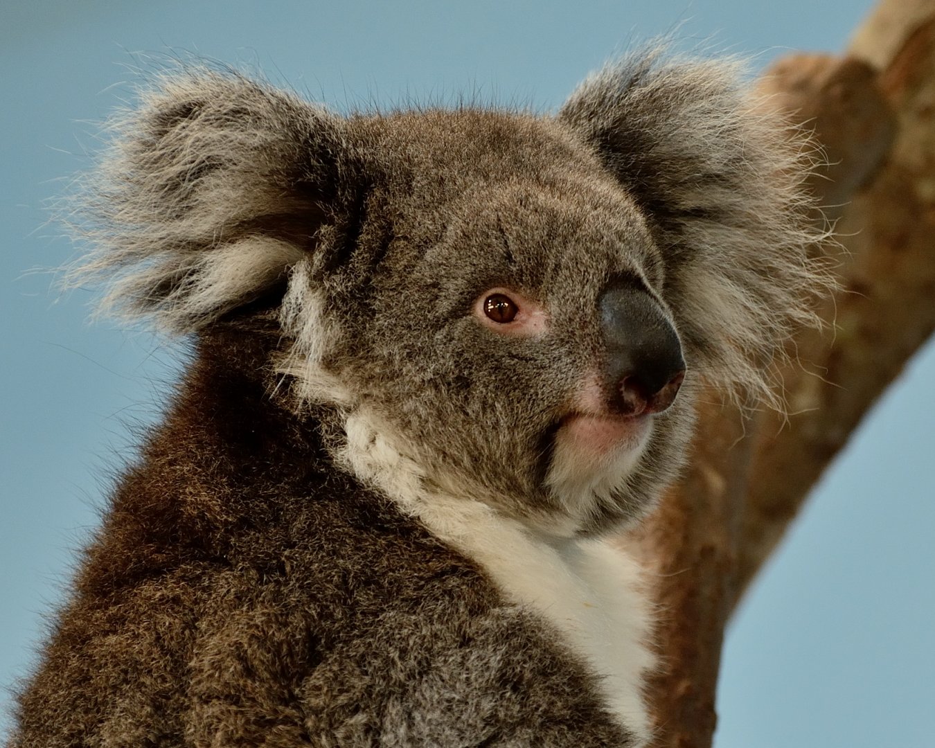 Koala "Maize" - May 2019