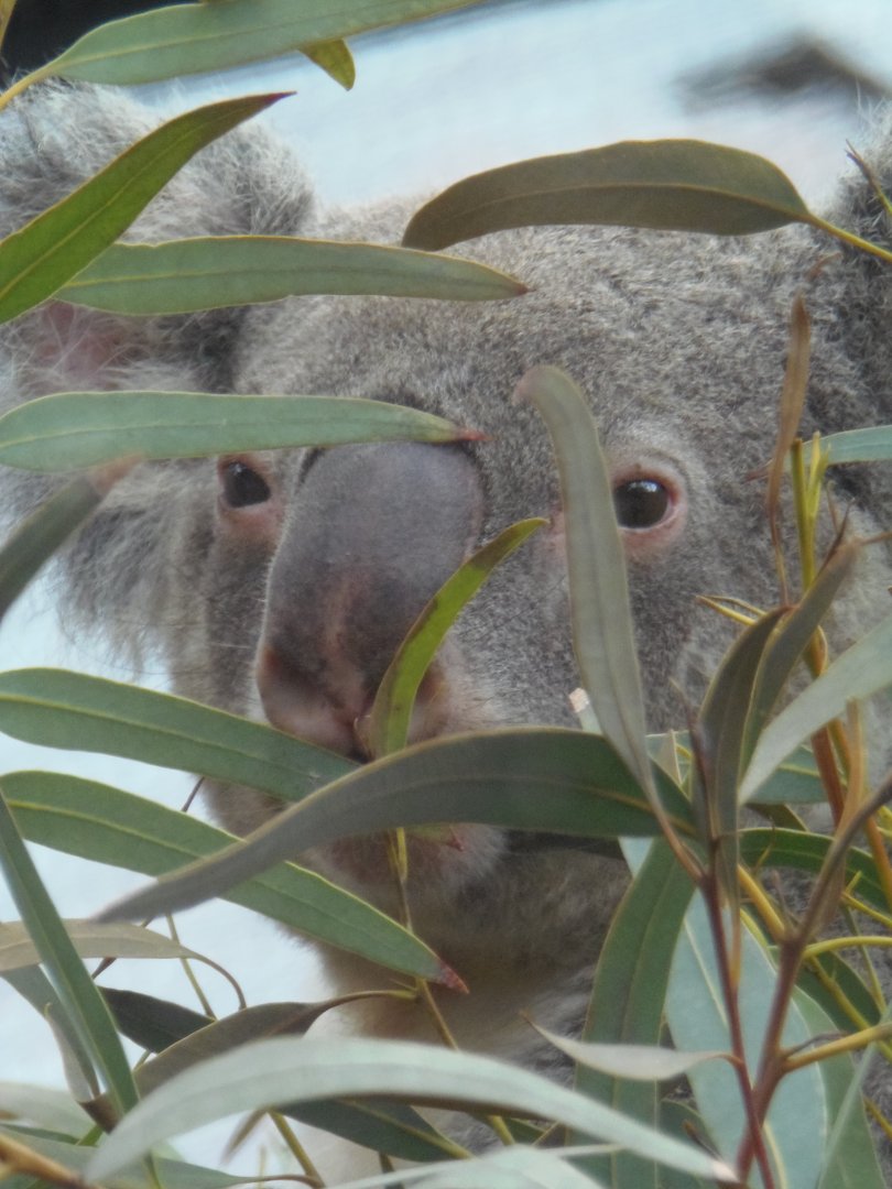 Koala Masked by Eucalyptus