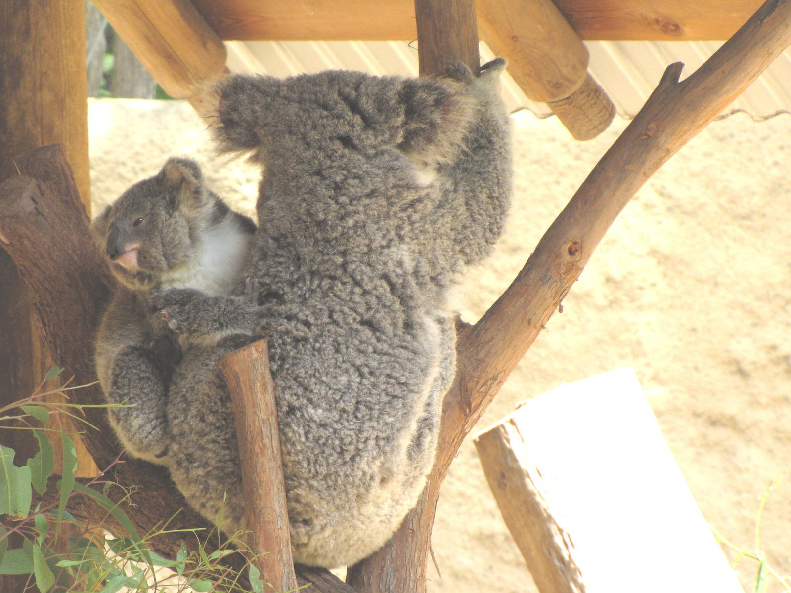 Koala Mom and Joey