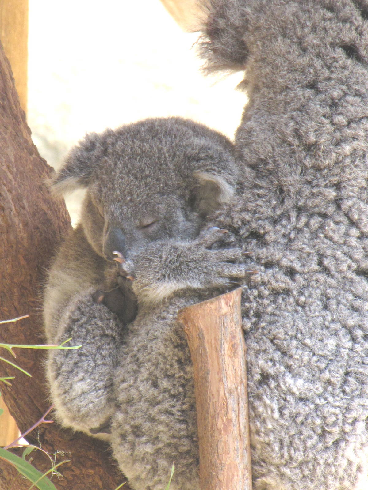 Koala Mom and Joey