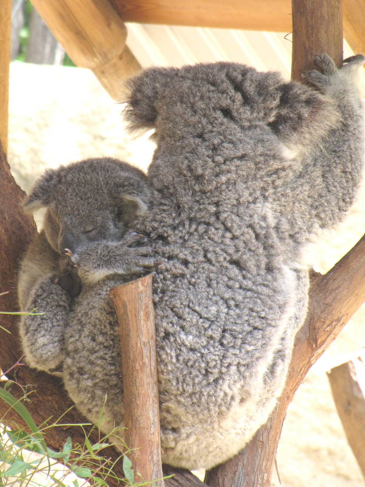 Koala Mom and Joey