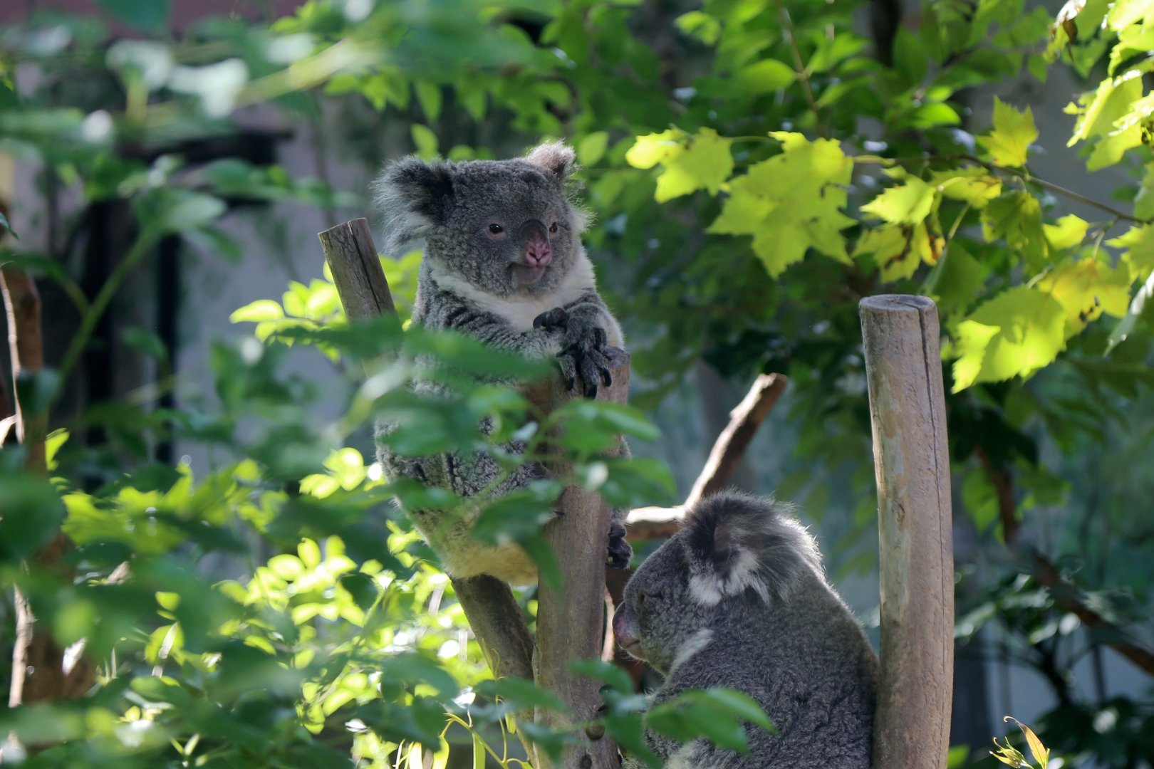 Koala, Mother and Cub