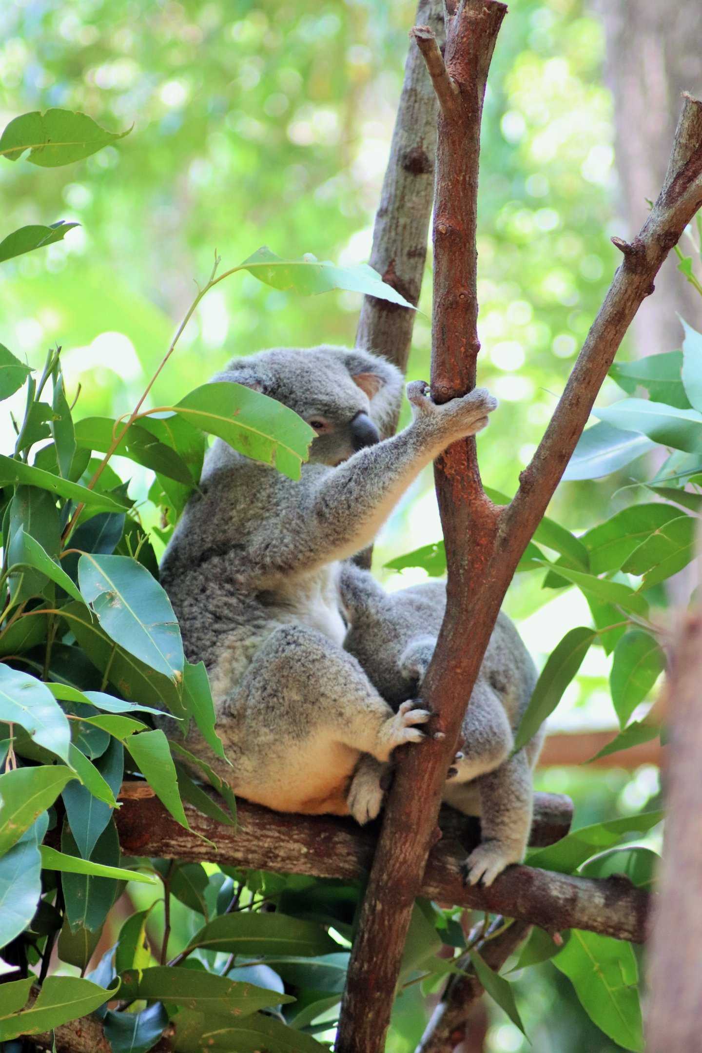 Koala Mother and Joey