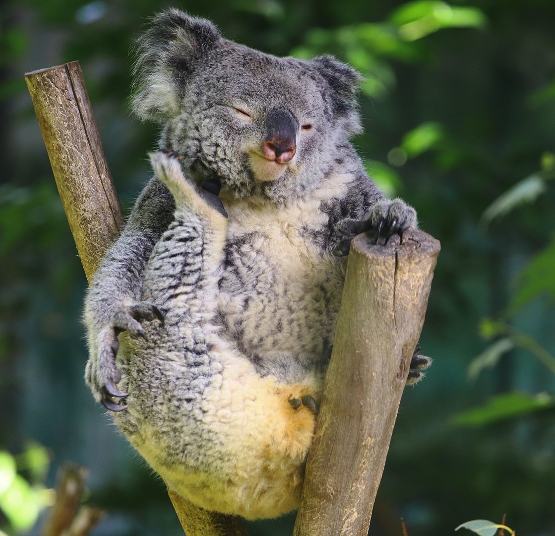 Koala mother 'Mo Li' dies of lymphocytic leukemia