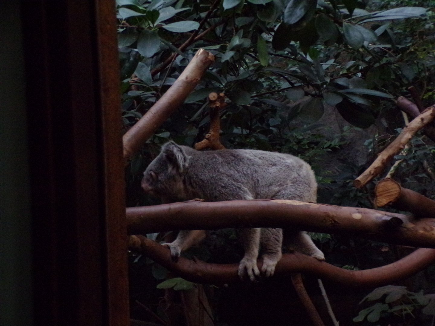 Koala moving 27.12.24