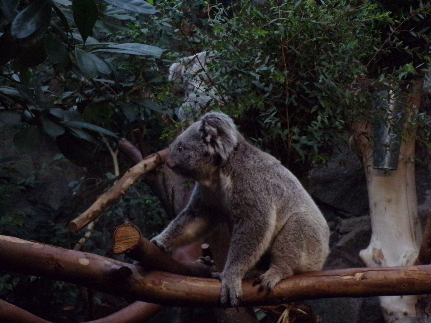 Koala moving 27.12.24