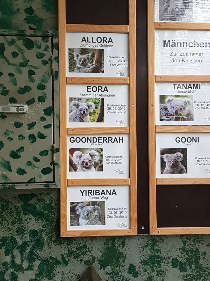 Koala names