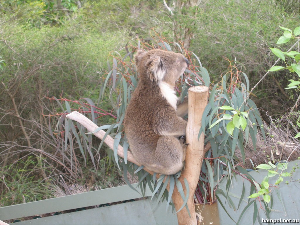 Koala - National Zoo and Aquarium