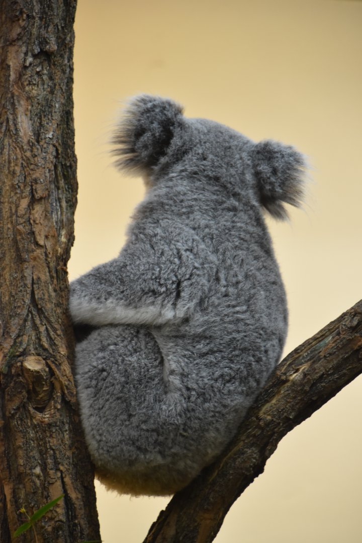 Koala not looking