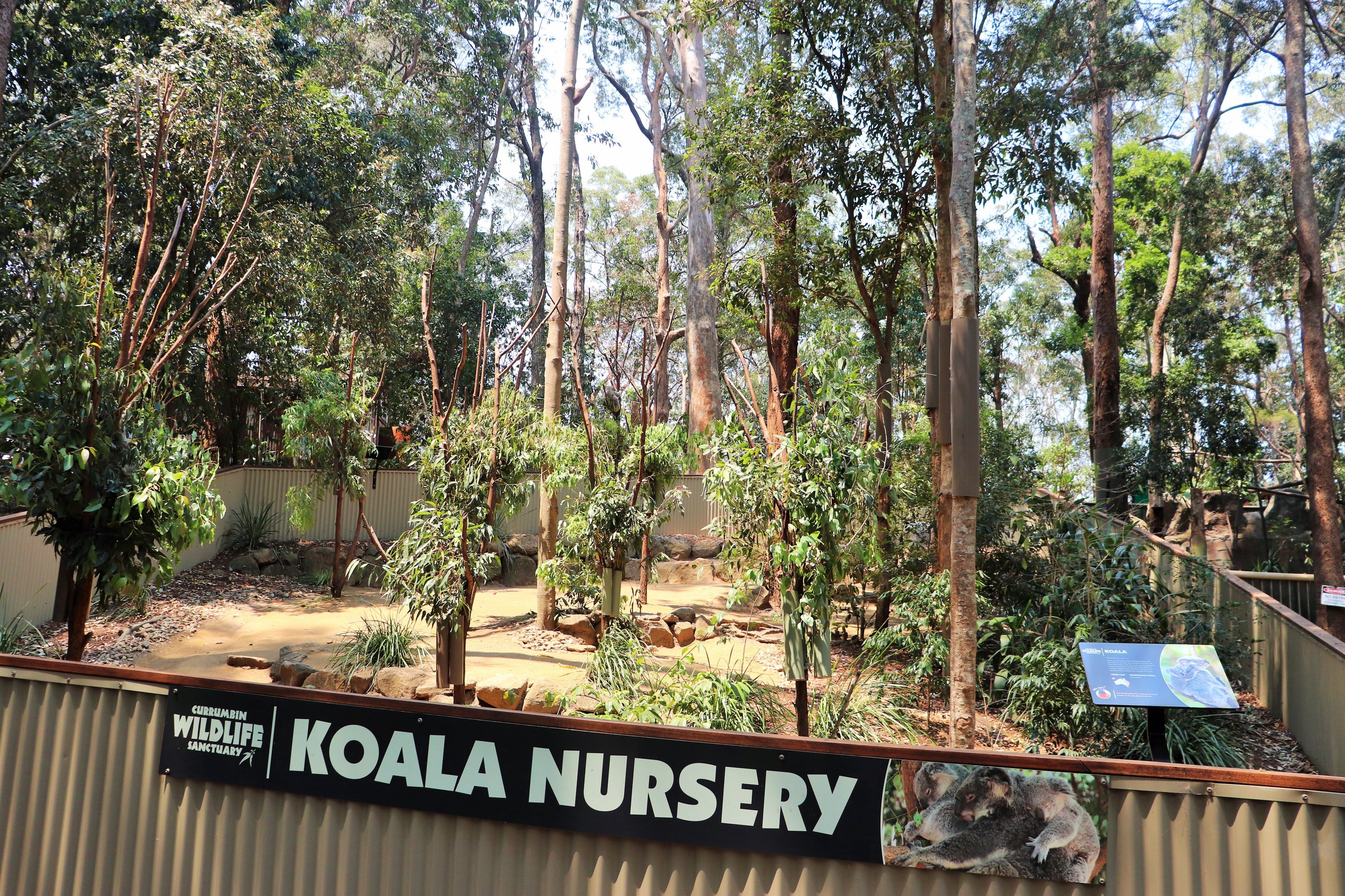 Koala Nursery Enclosure