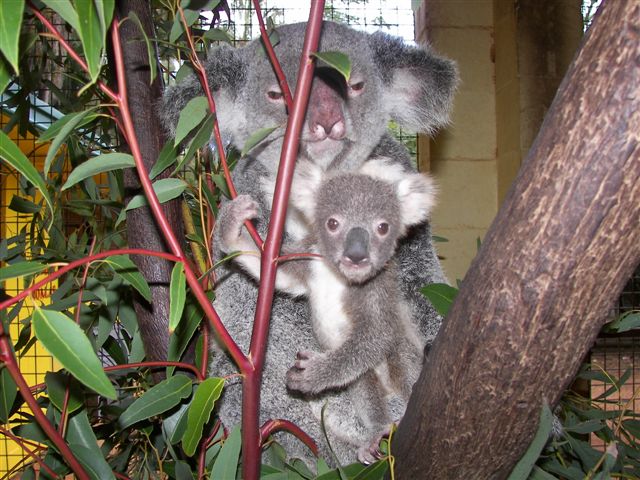 Koala Nursery