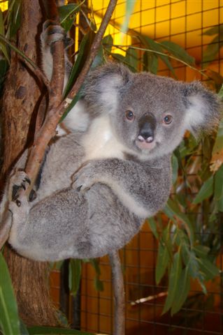 Koala Nursery