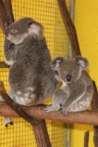 Koala Nursery