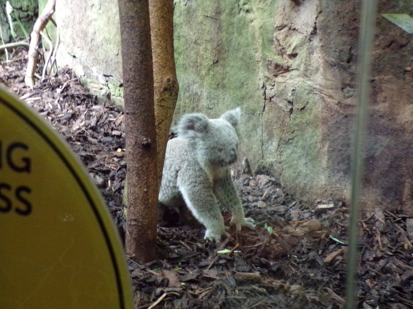 Koala on the ground 14.8.23