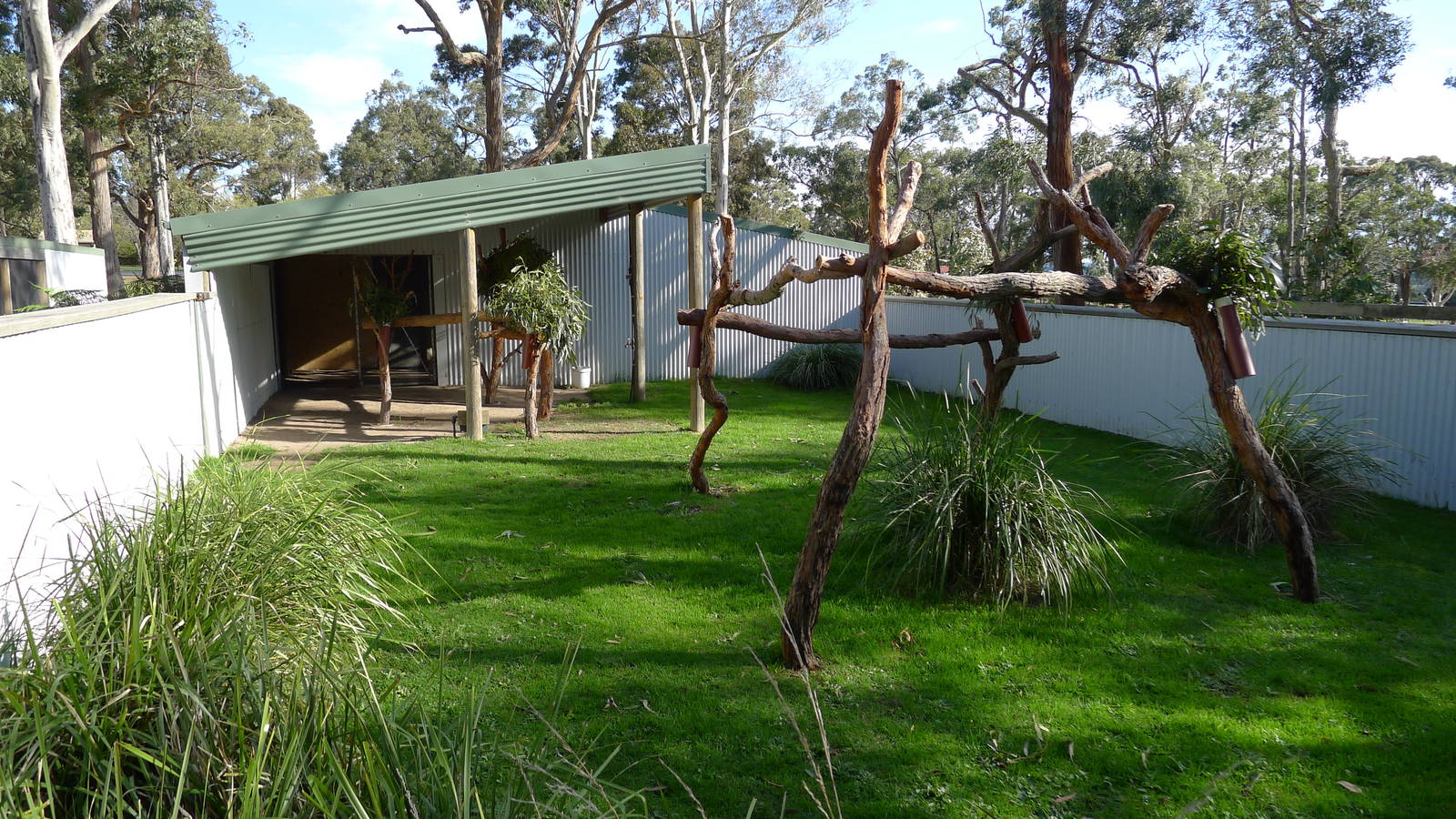 Koala - out door area