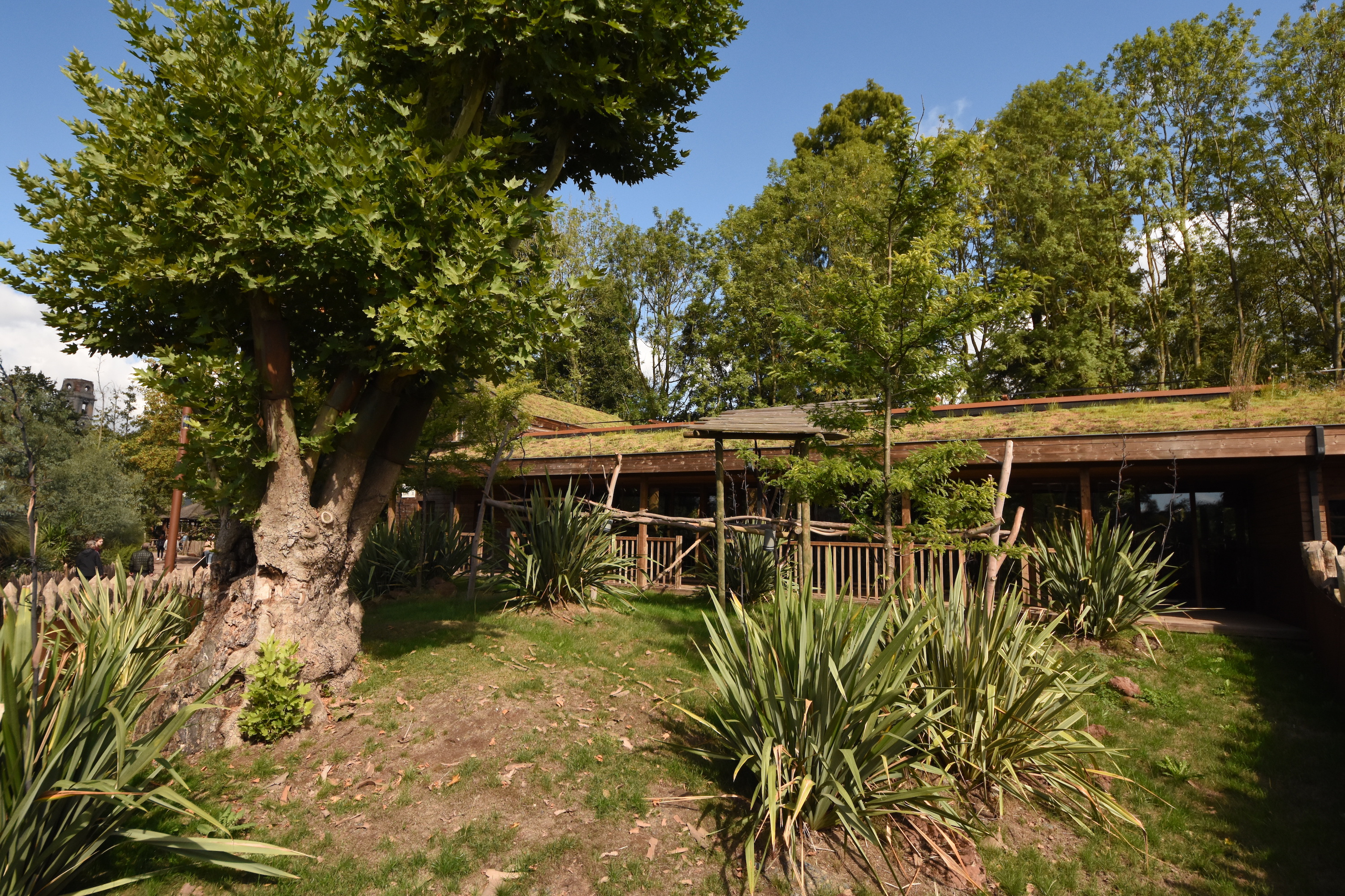 Koala outdoor enclosure