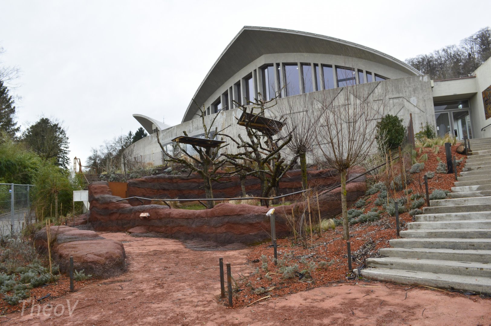 Koala outdoor exhibit [2018]