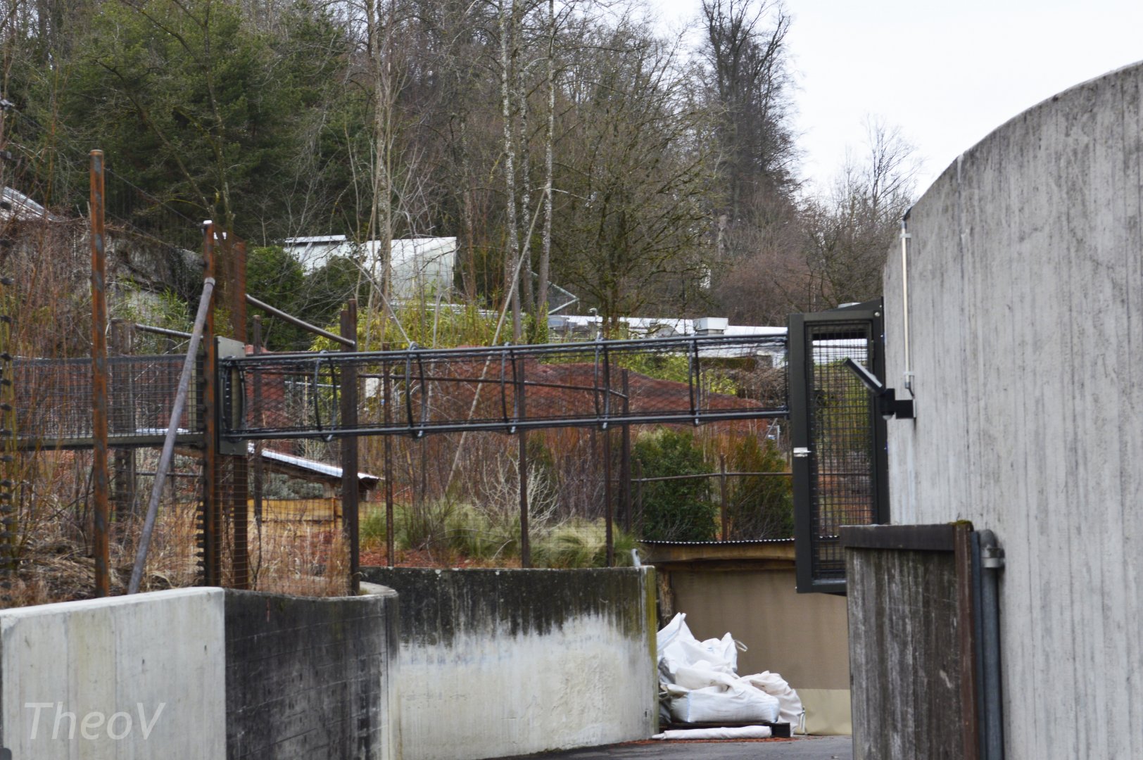 Koala outdoor exhibit [2018]