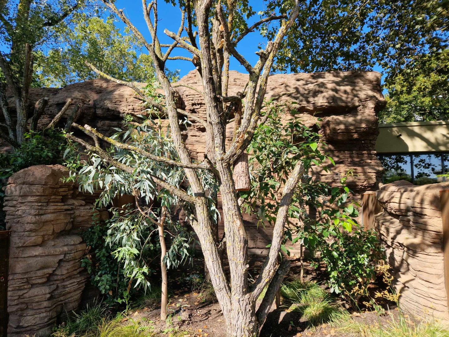 Koala outdoor exhibit